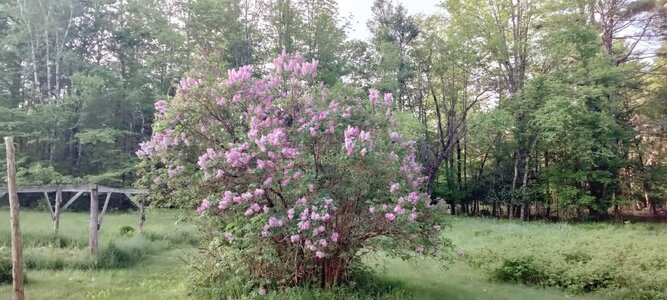 IMG_20250529_062609.jpg