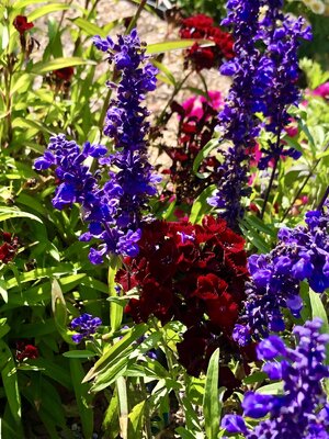 IMG_5703.jpeg