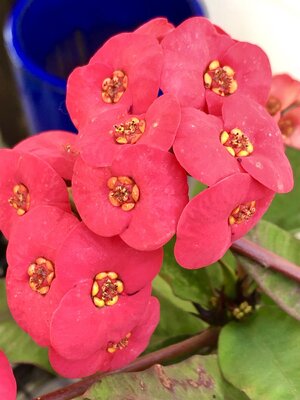 IMG_5716.jpeg