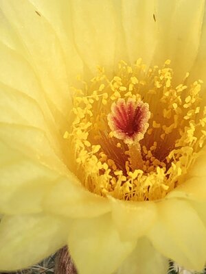IMG_5767.jpeg