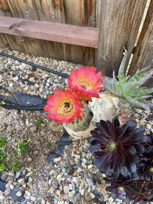 IMG_7728.jpeg