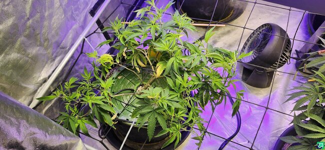 06012025 Sick Plant.jpeg