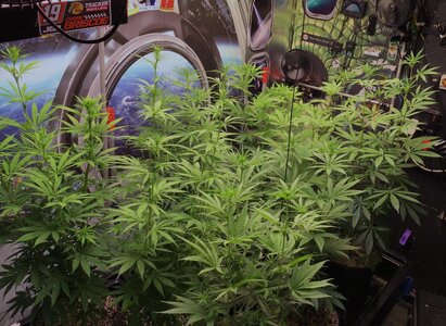 IMG_8972[1].jpeg