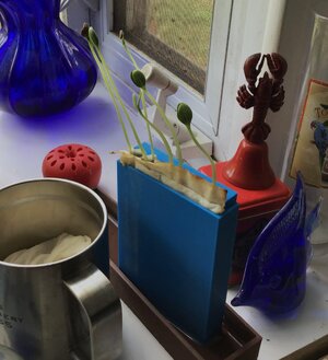 IMG_8974[1].jpeg