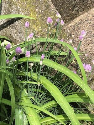 IMG_4384.jpeg