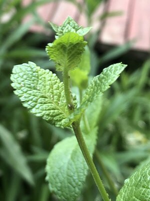IMG_4338.jpeg