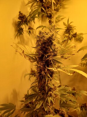 F12 (9).jpg F12 (9).jpg