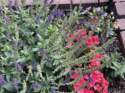 IMG_3269.jpeg