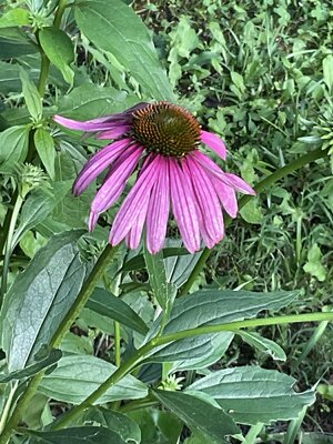 IMG_3266.jpeg