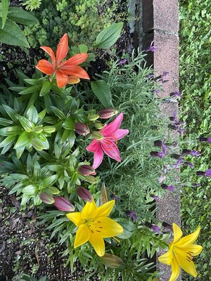 IMG_3268.jpeg