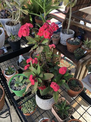 IMG_6312.jpeg