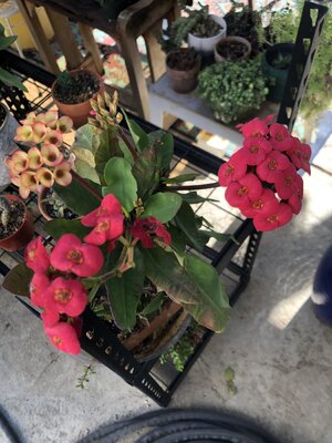 IMG_6311.jpeg