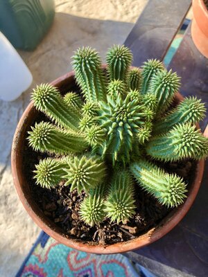 IMG_6296.jpeg