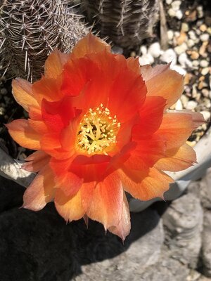 IMG_6156.jpeg