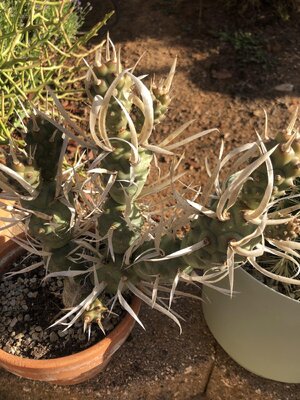 IMG_6066.jpeg