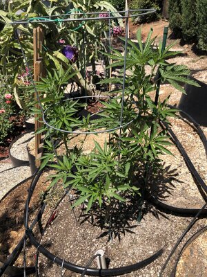 IMG_6317.jpeg