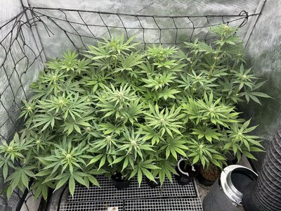 IMG_6032.jpeg