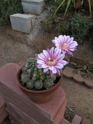 IMG_6357.jpeg