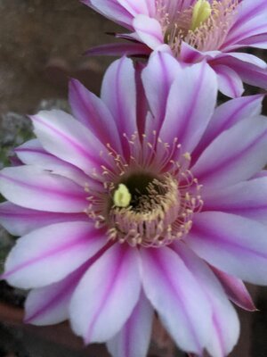 IMG_6356.jpeg