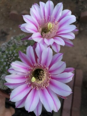 IMG_6355.jpeg