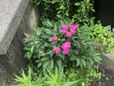 IMG_4511.jpeg