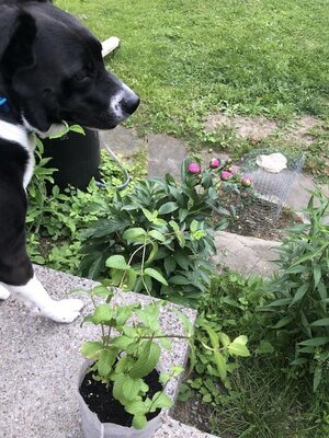 IMG_4485.jpeg