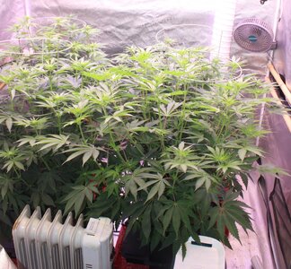 June 12 crop2.JPG