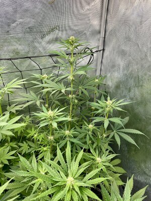 IMG_6052.jpeg
