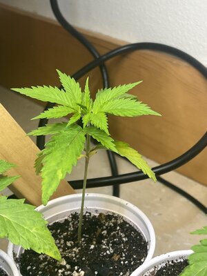 IMG_0565.jpeg