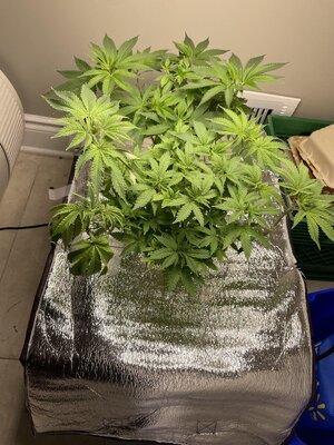 IMG_1455.jpeg IMG_1455.jpeg