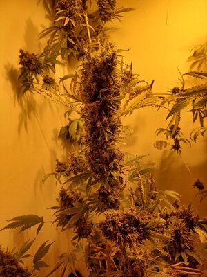 F13 (5).jpg F13 (5).jpg