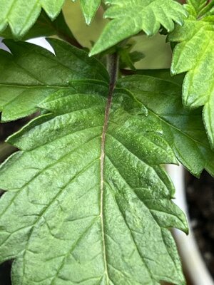 IMG_0577.jpeg