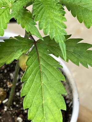 IMG_0578.jpeg