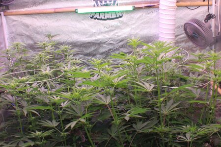 June 15 crop.JPG