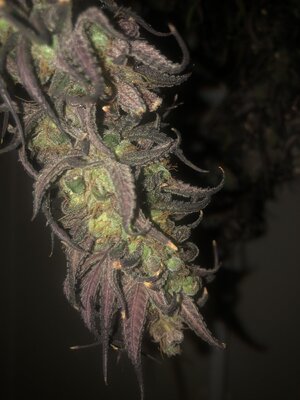 IMG_4597.jpeg