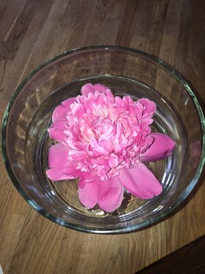 IMG_4612.jpeg