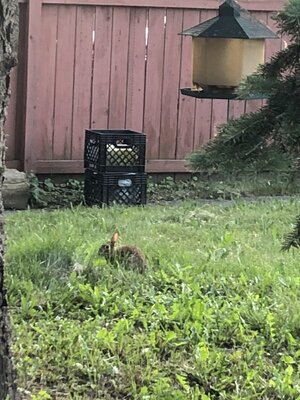 IMG_4616.jpeg