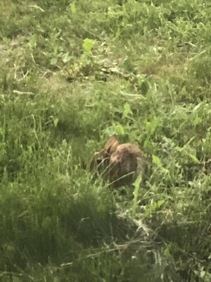IMG_4617.jpeg