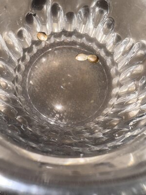 IMG_7230.jpeg