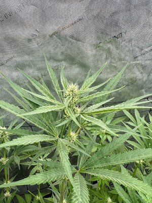 IMG_6083.jpeg