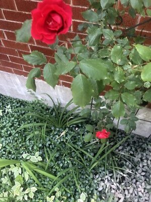 IMG_4651.jpeg