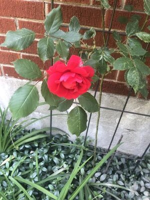 IMG_4652.jpeg