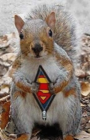 superman squirrel.jpg