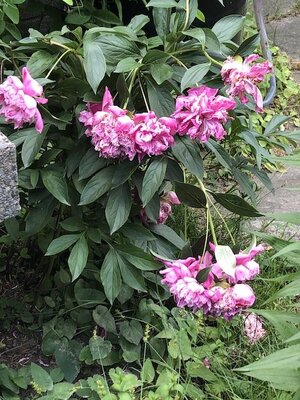 IMG_4729.jpeg