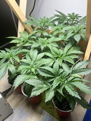 IMG_0637.jpeg