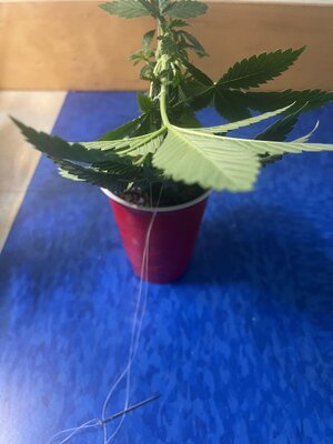 IMG_0653.jpeg