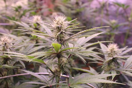 June 23 Grape Skunk 2.JPG