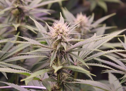 June 23 Grape Skunk.JPG
