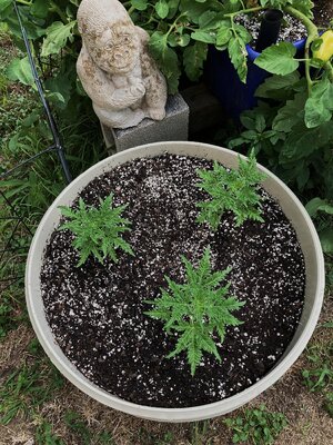 IMG_1650[1].jpeg