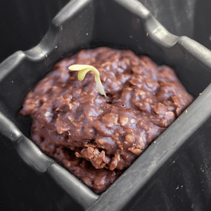 GrumpCookie.png